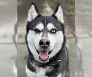 Siberian Husky Dogs for adoption in Woodland, CA, USA