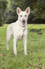 Mutt Dogs for adoption in Montgomery, AL, USA