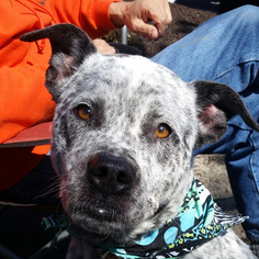 American Bulldog-Unknown Mix Dogs for adoption in Fairfax, VA, USA