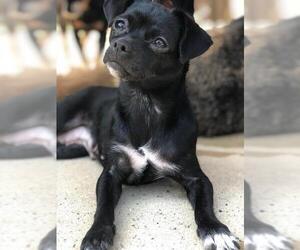 Pug-Unknown Mix Dogs for adoption in North Richland Hills, TX, USA