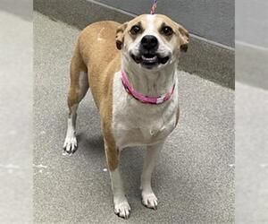 Boxer-Chihuahua Mix Dogs for adoption in Las Vegas, NV, USA