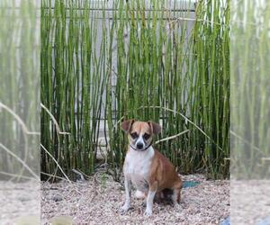 Chiweenie Dogs for adoption in Pryor, OK, USA