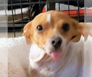 Rat Terrier Dogs for adoption in Pleasanton, CA, USA