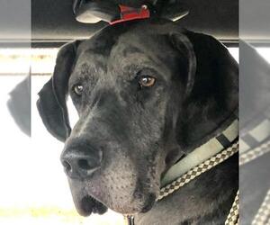 Great Dane Dogs for adoption in Crossville, TN, USA