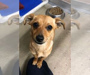 Chihuahua Dogs for adoption in Oakdale, CA, USA