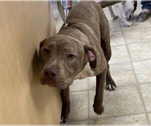 American Pit Bull Terrier Dogs for adoption in Norfolk, VA, USA