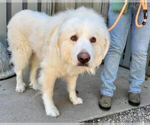 Great Pyrenees Dogs for adoption in Petaluma, CA, USA