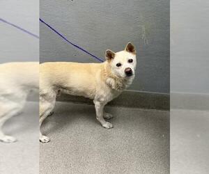 Mutt Dogs for adoption in Las Vegas, NV, USA