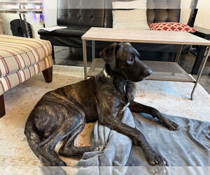 Great Dane-Labrador Retriever Mix Dogs for adoption in Amarillo, TX, USA