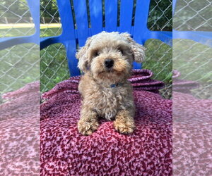Poodle (Toy) Dogs for adoption in Pacolet, SC, USA
