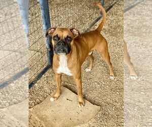 Boxer Dogs for adoption in Austin, TX, USA