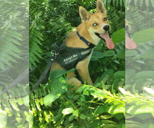 Huskies -Unknown Mix Dogs for adoption in Sanford, FL, USA