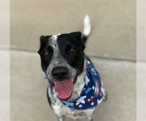 Mutt Dogs for adoption in Tulsa, OK, USA