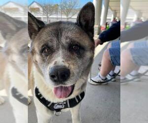 Akita Dogs for adoption in Southampton, NY, USA