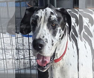 Great Dane Dogs for adoption in Palm Beach, FL, USA