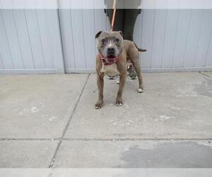 American Pit Bull Terrier Dogs for adoption in Louisville, KY, USA