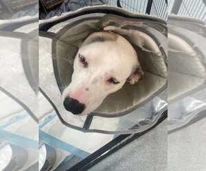 Anatolian Shepherd-Unknown Mix Dogs for adoption in Calgary, Alberta, Canada