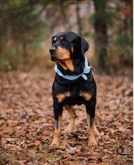 Rottweiler Dogs for adoption in Peachtree City, GA, USA