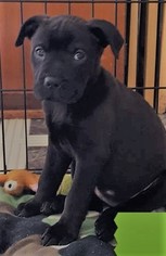 Rottweiler-American Pit Bull Terrier Dogs for adoption in Binghamton, NY, USA