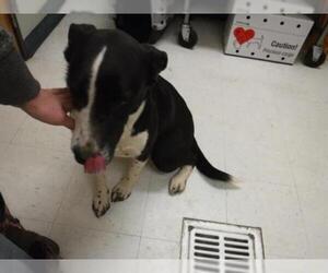 Collie-Unknown Mix Dogs for adoption in Oroville, CA, USA