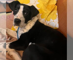 Collie-Pointer Mix Dogs for adoption in Bristol, CT, USA