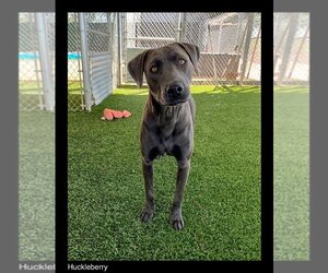 Staffordshire Bull Terrier-Unknown Mix Dogs for adoption in Chino Valley, AZ, USA