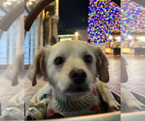 Mutt Dogs for adoption in San Diego, CA, USA