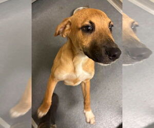 German Shepherd Dog-Unknown Mix Dogs for adoption in Glen Allen, VA, USA