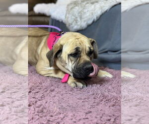 Mastiff Dogs for adoption in Goodyear, AZ, USA