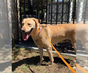Labrador Retriever Dogs for adoption in Riverside, CA, USA