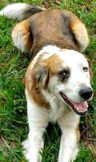 Australian Shepherd Dogs for adoption in Bradenton, FL, USA