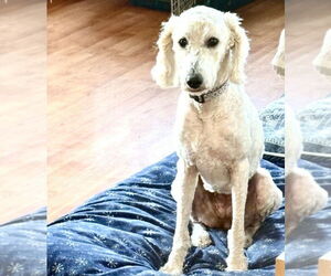 Labrador Retriever-Unknown Mix Dogs for adoption in Aurora, IN, USA