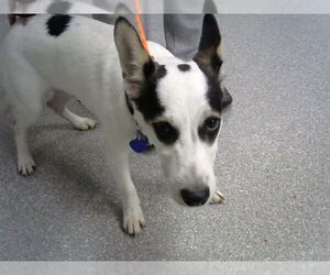 Border Collie-Unknown Mix Dogs for adoption in Pasadena, TX, USA