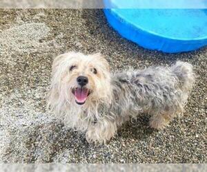 Silky Terrier Dogs for adoption in Rancho Cucamonga, CA, USA