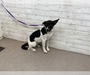Border Collie-Rat Terrier Mix Dogs for adoption in San Bernardino, CA, USA