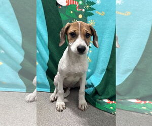 Beagle-Unknown Mix Dogs for adoption in Sterling, MA, USA