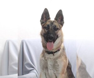 German Shepherd Dog Dogs for adoption in Burbank, CA, USA