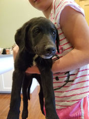 Labrador Retriever-Pembroke Welsh Corgi Mix Dogs for adoption in Des Moines, IA, USA