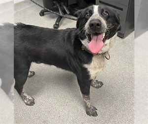 Border Collie-Unknown Mix Dogs for adoption in Palmetto, FL, USA