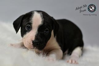 American Staffordshire Terrier-Unknown Mix Dogs for adoption in White Marsh, MD, USA
