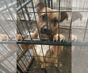 Mutt Dogs for adoption in Jackson, MS, USA