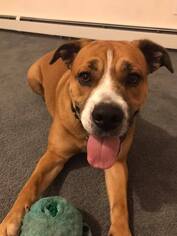 Bull-Boxer Dogs for adoption in Hull, MA, USA