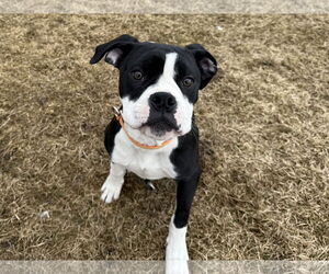 Boxer-Unknown Mix Dogs for adoption in Polson, MT, USA