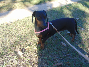 Dachshund Dogs for adoption in Fairhope, AL, USA