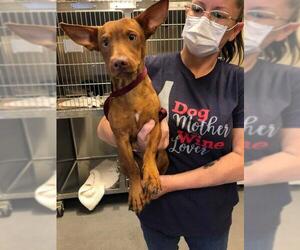 Dorgi Dogs for adoption in Arlington, WA, USA