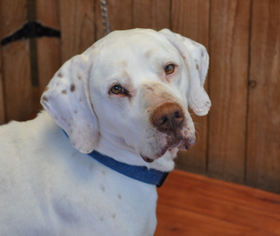 Pointer Dogs for adoption in Prosser, WA, USA