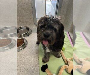 Havanese-Unknown Mix Dogs for adoption in Tracy, CA, USA