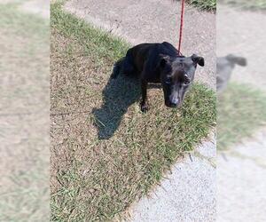 American Pit Bull Terrier-Unknown Mix Dogs for adoption in Houston, TX, USA