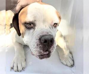 Medium Photo #2 American Bulldog Puppy For Sale in Houston, TX, USA