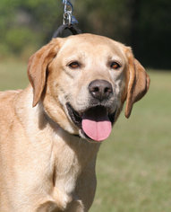 Labrador Retriever Dogs for adoption in North Fort Myers, FL, USA